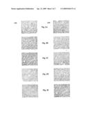 USE OF CASPASES FOR THE PREPARATION OF MEDICAMENTS diagram and image