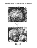 NIOBIUM OXIDE COMPOSITIONS, NANOSTRUCTURES, BIOACTIVE FORMS AND USES THEREOF diagram and image