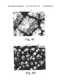 NIOBIUM OXIDE COMPOSITIONS, NANOSTRUCTURES, BIOACTIVE FORMS AND USES THEREOF diagram and image