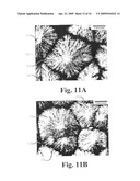 NIOBIUM OXIDE COMPOSITIONS, NANOSTRUCTURES, BIOACTIVE FORMS AND USES THEREOF diagram and image