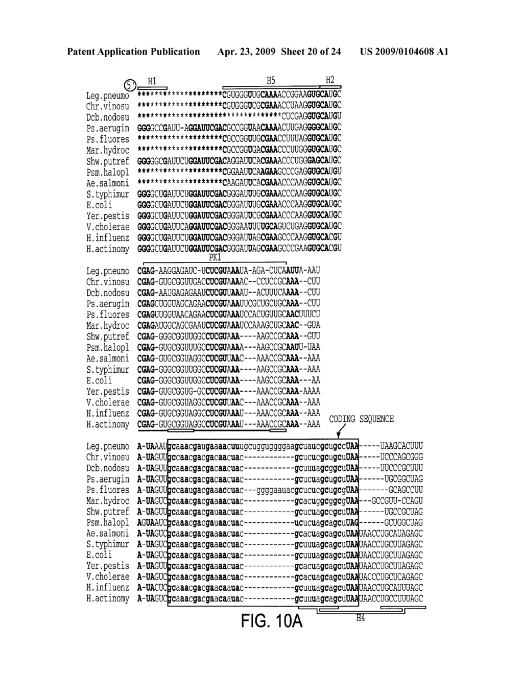 EUBACTERIAL tmRNA SEQUENCES AND USES THEREOF - diagram, schematic, and image 21