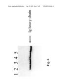 Antibodies And Methods For Generating Genetically Altered Antibodies With Enhanced Effector Function diagram and image