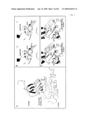 Crystallographic Structure of MNK-1 and MNK-2 Proteins diagram and image