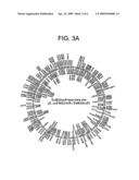 Construction of novel strains containing minimizing genome by tn5-coupled cre/loxp excision system diagram and image