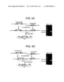 Construction of novel strains containing minimizing genome by tn5-coupled cre/loxp excision system diagram and image