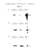 NOVEL RECOMBINANT ADENOVIRUS VECTOR HAVING A REDUCED SIDE EFFECT diagram and image