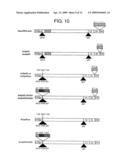 NOVEL RECOMBINANT ADENOVIRUS VECTOR HAVING A REDUCED SIDE EFFECT diagram and image