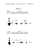 NOVEL RECOMBINANT ADENOVIRUS VECTOR HAVING A REDUCED SIDE EFFECT diagram and image