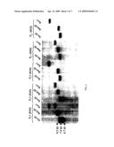 UDP-GALACTOSE:BETA-DGALACTOSE-R4-ALPHA-D-GALACTOSYLTRANSFERASE, ALPHA4GAL-T1 diagram and image