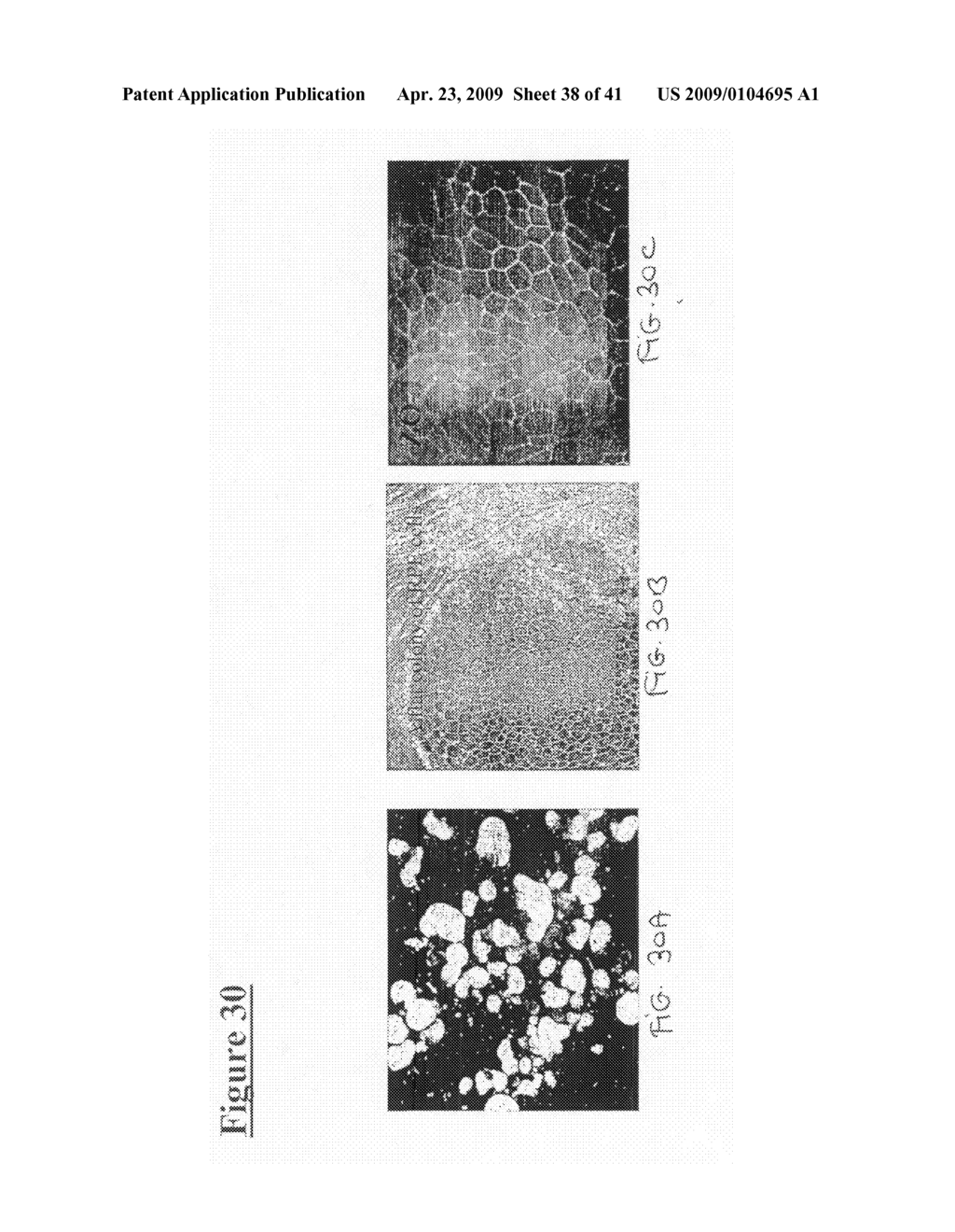 Stem Cells Culture Systems - diagram, schematic, and image 39