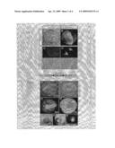 Multiple Heat Shock Elements diagram and image