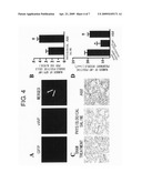 Methods for Regenerating and Repairing Damaged Tissues Using Adrenomedullin diagram and image