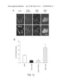 Modulation of sodium channels by nicotinamide adenine dinucleotide diagram and image