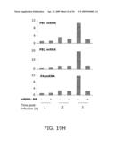 Influenza Therapeutic diagram and image