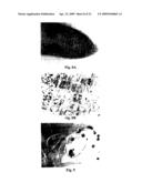 Systemic non-nodular endosymbiotic nitrogen fixation in plants diagram and image