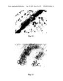 Systemic non-nodular endosymbiotic nitrogen fixation in plants diagram and image