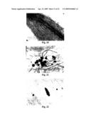 Systemic non-nodular endosymbiotic nitrogen fixation in plants diagram and image