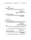 PRIMERS AND PROBES FOR DETECTION AND DISCRIMINATION OF TYPES AND SUBTYPES OF INFLUENZA VIRUSES diagram and image