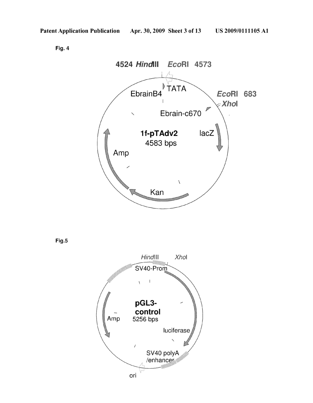 ANDROGEN-DEPENDENT 1-F-AROMATASE REPORTER GENE - diagram, schematic, and image 04