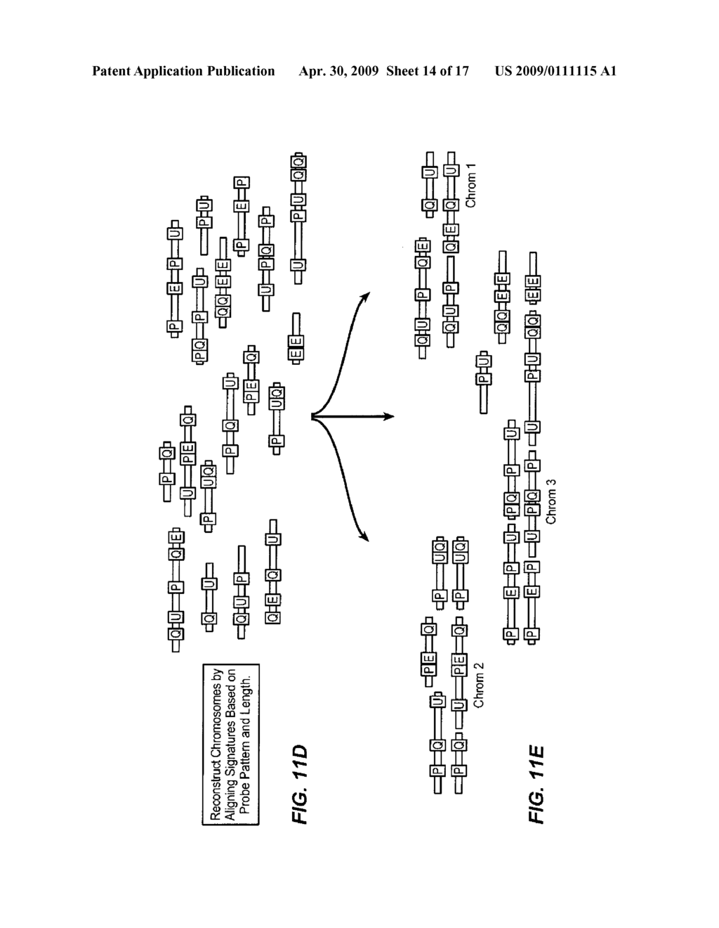 SEQUENCE ANALYSIS USING DECORATED NUCLEIC ACIDS - diagram, schematic, and image 15