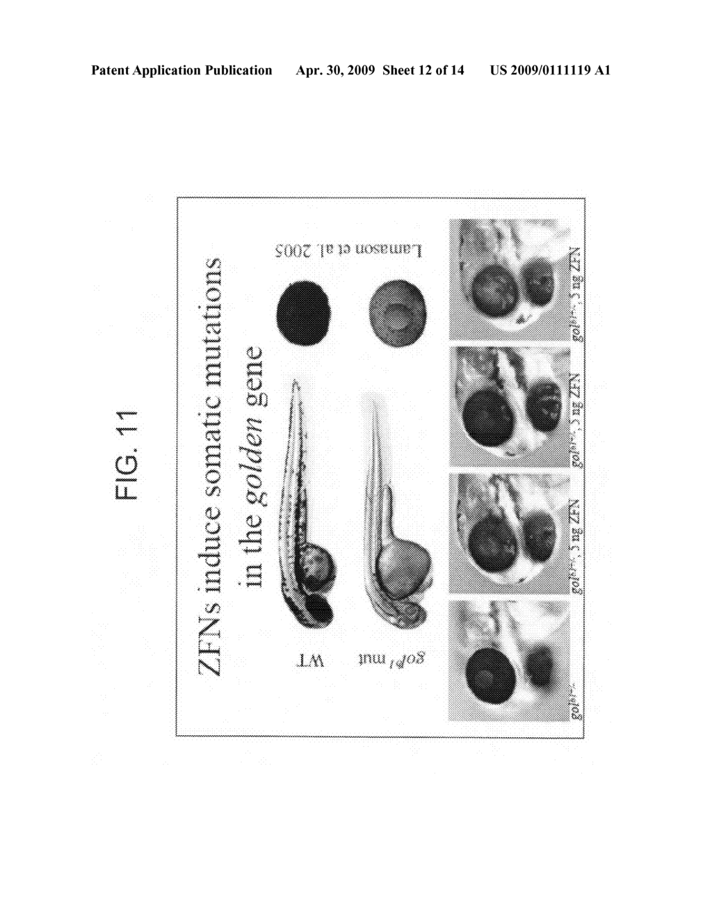 Rapid in vivo identification of biologically active nucleases - diagram, schematic, and image 13