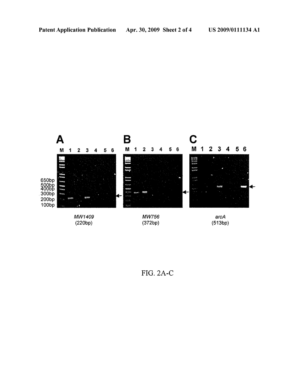 Multiplex PCR Assay For Identification of USA300 and USA400 Community-Associated Methicillin Resistant Staphylococcal Aureus Strains - diagram, schematic, and image 03