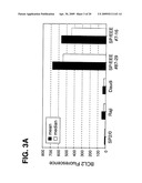 Methods and Compositions for Mammalian Cell Lines for Transfection and Protein Expression in Serum-Free Medium diagram and image