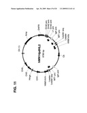 Methods and Compositions for Mammalian Cell Lines for Transfection and Protein Expression in Serum-Free Medium diagram and image