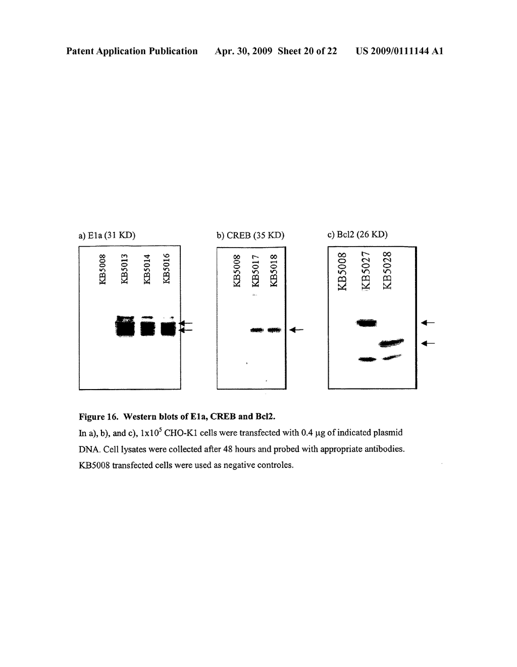 Transactivation system for mammalian cells - diagram, schematic, and image 21