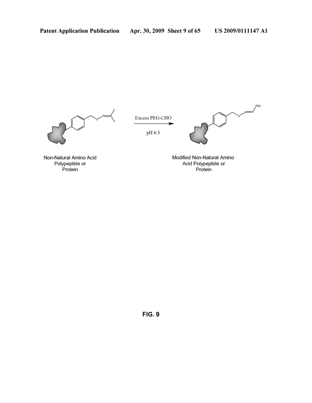 Compositions Containing, Methods Involving, and Uses of Non-Natural Amino Acids and Polypeptides - diagram, schematic, and image 10