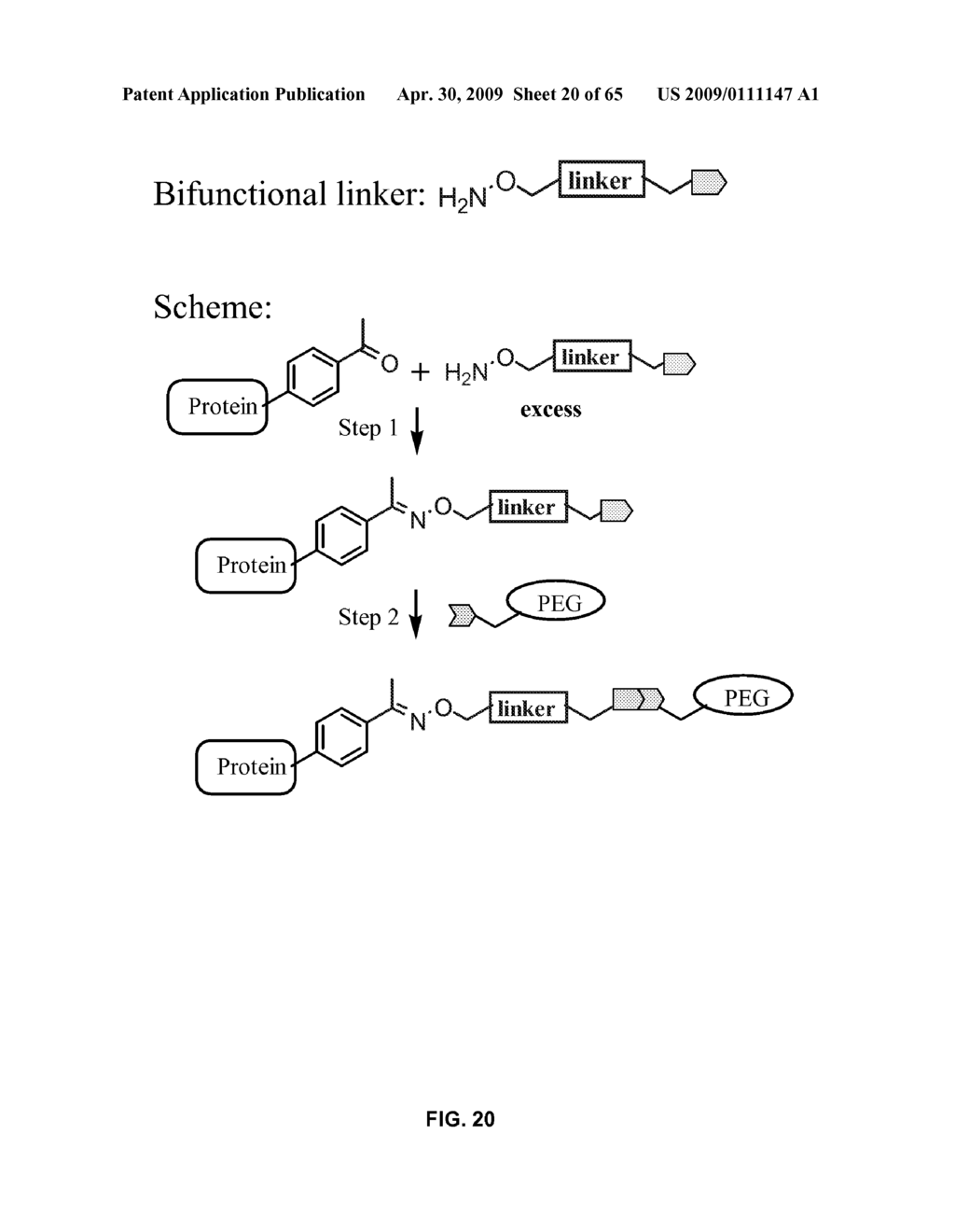 Compositions Containing, Methods Involving, and Uses of Non-Natural Amino Acids and Polypeptides - diagram, schematic, and image 21