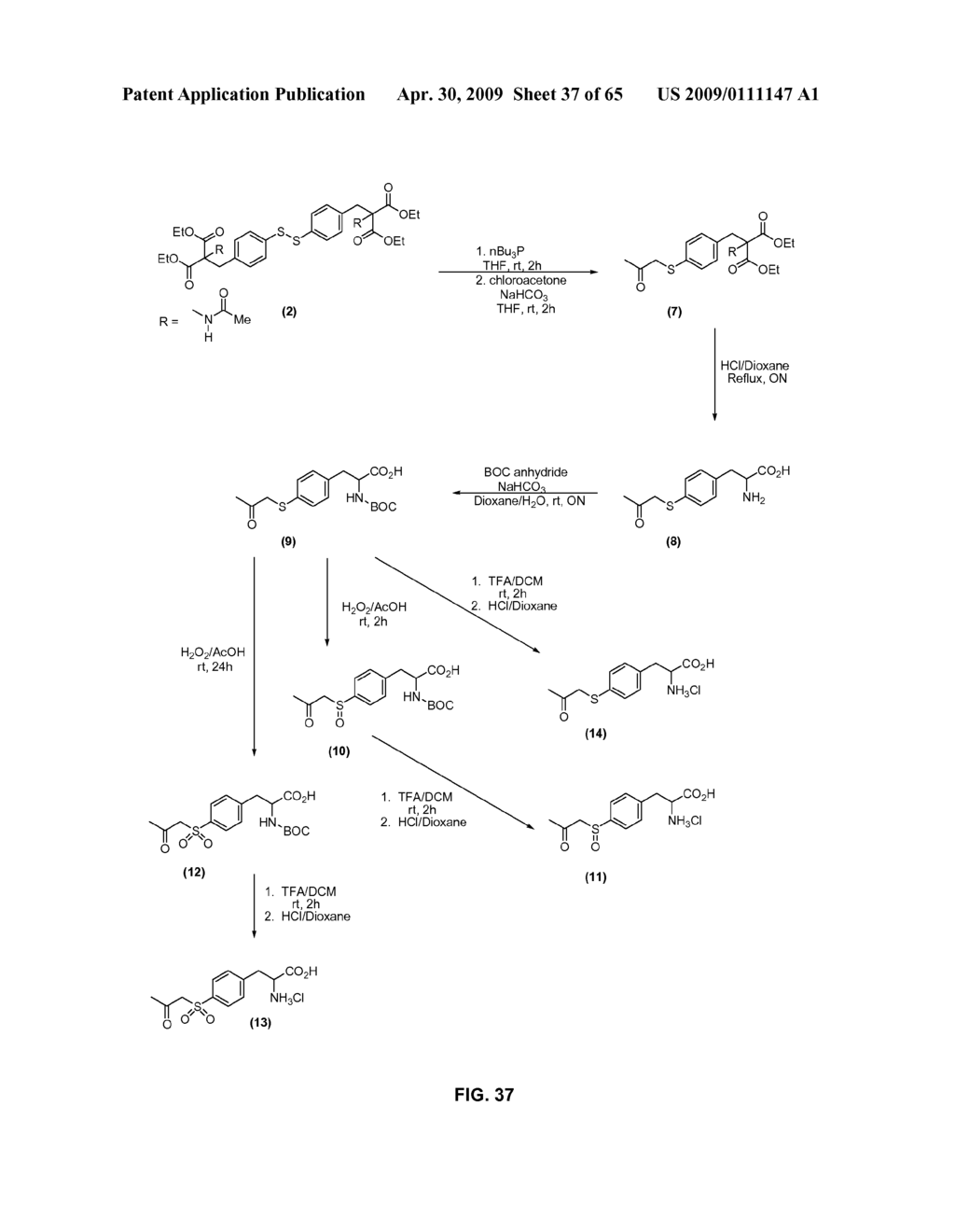 Compositions Containing, Methods Involving, and Uses of Non-Natural Amino Acids and Polypeptides - diagram, schematic, and image 38