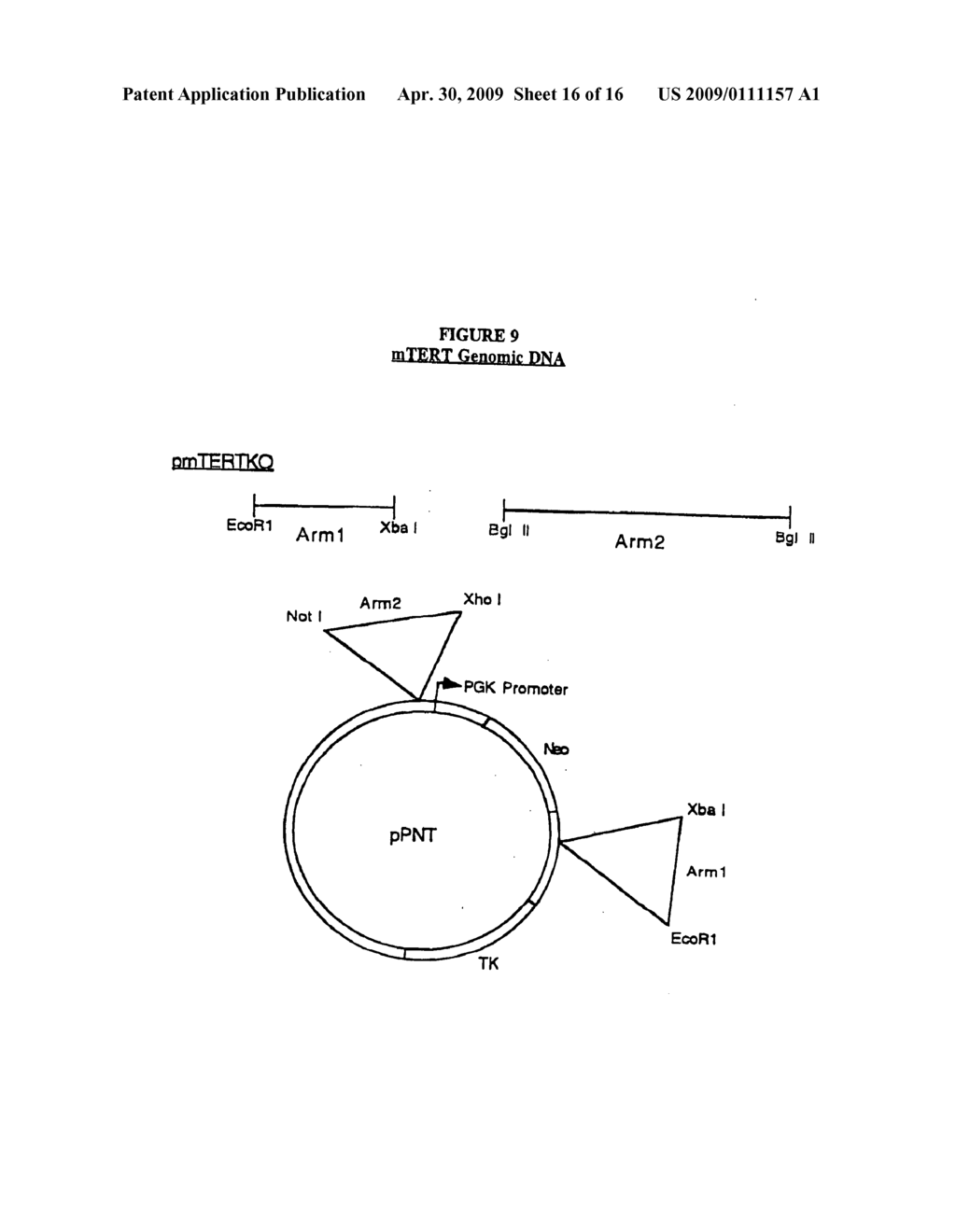 Protein and peptide fragments from mouse telomerase reverse transcriptase - diagram, schematic, and image 17