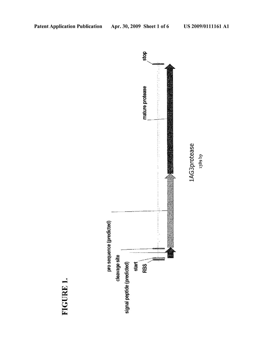 STREPTOMYCES PROTEASE - diagram, schematic, and image 02