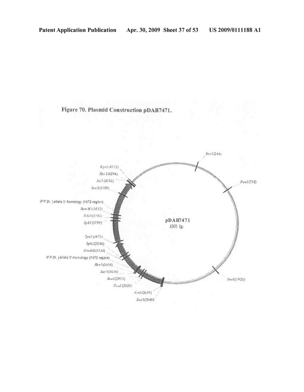 Optimized non-canonical zinc finger proteins - diagram, schematic, and image 38