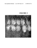 PROPIONIC ACID AS AN HERBICIDE diagram and image