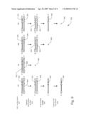 SELECTION OF DNA ADAPTOR ORIENTATION BY HYBRID CAPTURE diagram and image