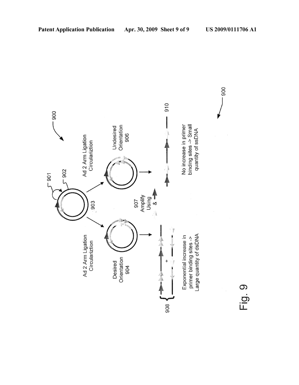 SELECTION OF DNA ADAPTOR ORIENTATION BY AMPLIFICATION - diagram, schematic, and image 10