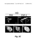 FIBROBLAST GROWTH FACTOR-2 PROMOTES NEUROGENESIS AND NEUROPROTECTION AND PROLONGS SURVIVAL IN HUNTINGTON S DISEASE diagram and image