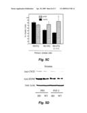 FIBROBLAST GROWTH FACTOR-2 PROMOTES NEUROGENESIS AND NEUROPROTECTION AND PROLONGS SURVIVAL IN HUNTINGTON S DISEASE diagram and image