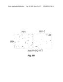 FIBROBLAST GROWTH FACTOR-2 PROMOTES NEUROGENESIS AND NEUROPROTECTION AND PROLONGS SURVIVAL IN HUNTINGTON S DISEASE diagram and image