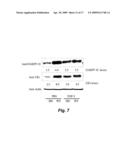 FIBROBLAST GROWTH FACTOR-2 PROMOTES NEUROGENESIS AND NEUROPROTECTION AND PROLONGS SURVIVAL IN HUNTINGTON S DISEASE diagram and image