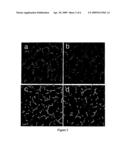 Novel T7 Phage Peptide Display System and Uses Thereof diagram and image