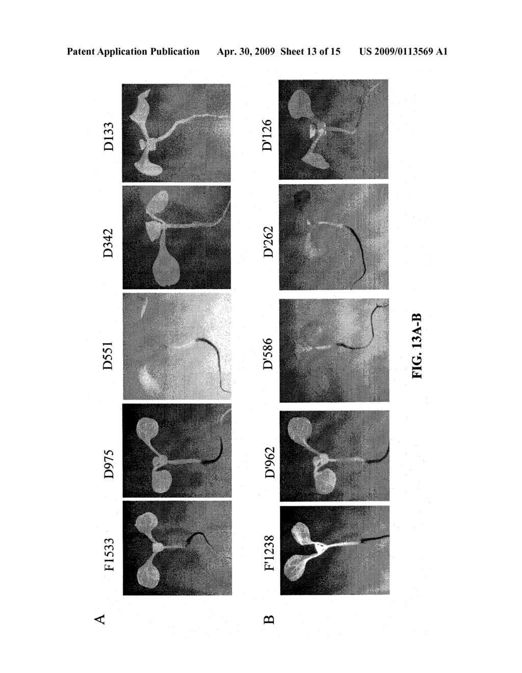 ROOT-SPECIFIC PHOSPHATE TRANSPORTER PROMOTERS - diagram, schematic, and image 14