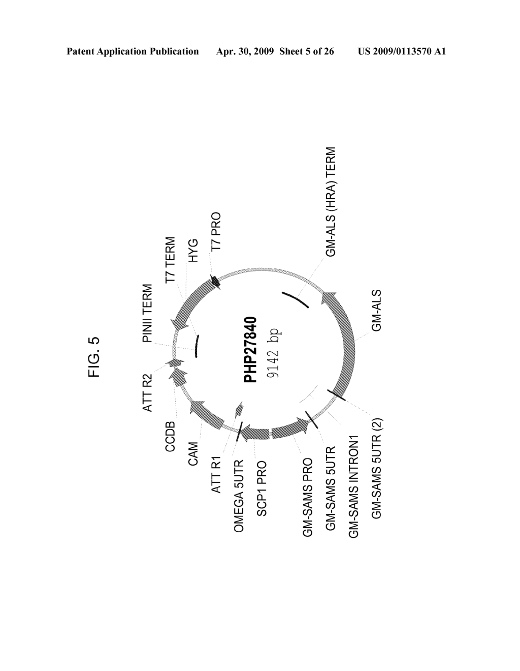 PLANTS WITH ALTERED ROOT ARCHITECTURE, RELATED CONSTRUCTS AND METHODS INVOLVING GENES ENCODING EXOSTOSIN FAMILY POLYPEPTIDES AND HOMOLOGS THEREOF - diagram, schematic, and image 06