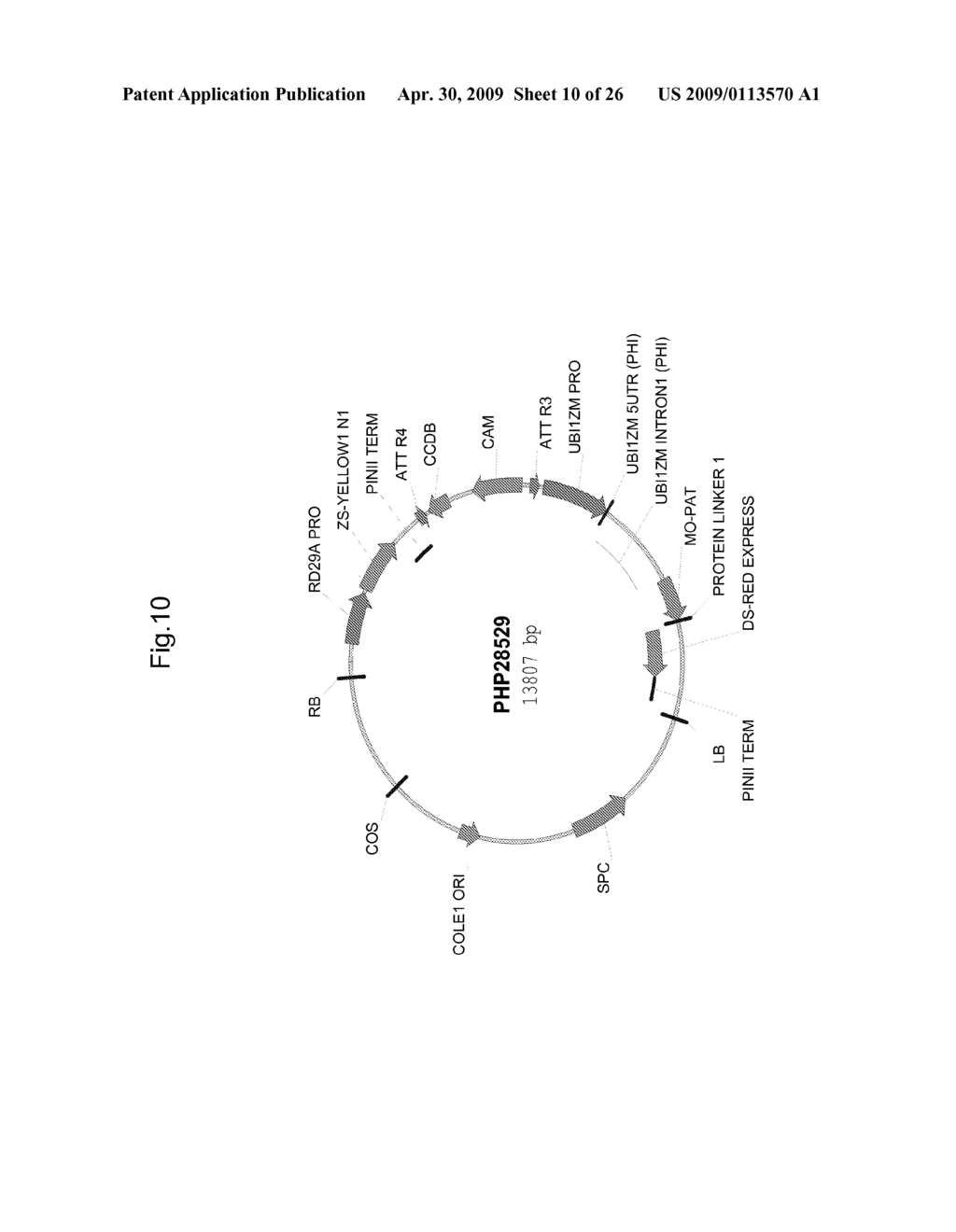 PLANTS WITH ALTERED ROOT ARCHITECTURE, RELATED CONSTRUCTS AND METHODS INVOLVING GENES ENCODING EXOSTOSIN FAMILY POLYPEPTIDES AND HOMOLOGS THEREOF - diagram, schematic, and image 11