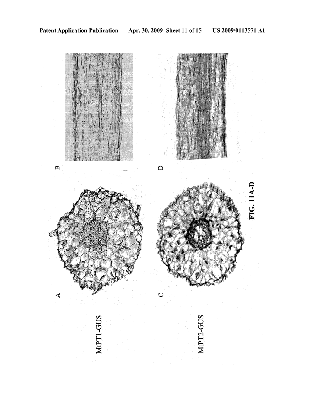 ROOT-SPECIFIC PHOSPHATE TRANSPORTER PROMOTERS - diagram, schematic, and image 12