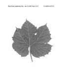 Grapevine Plant named  Zinthiana  diagram and image