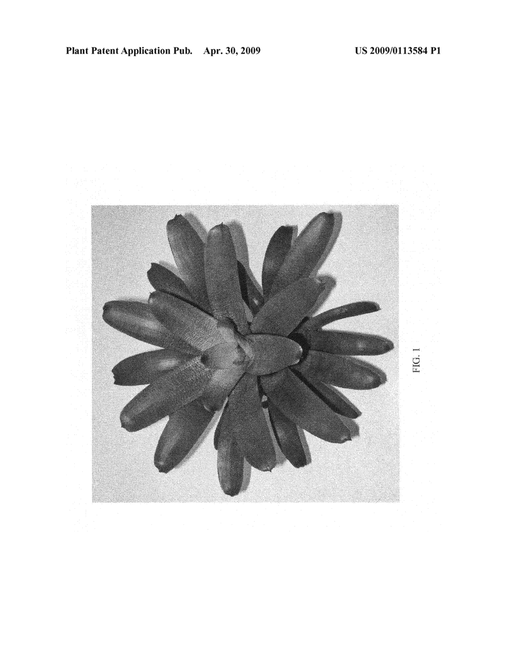 Vriesea Plant Named 'Kiwi Cream' - diagram, schematic, and image 03