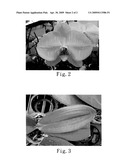 PHALAENOPSIS PLANT NAMED  QUEEN V6  diagram and image